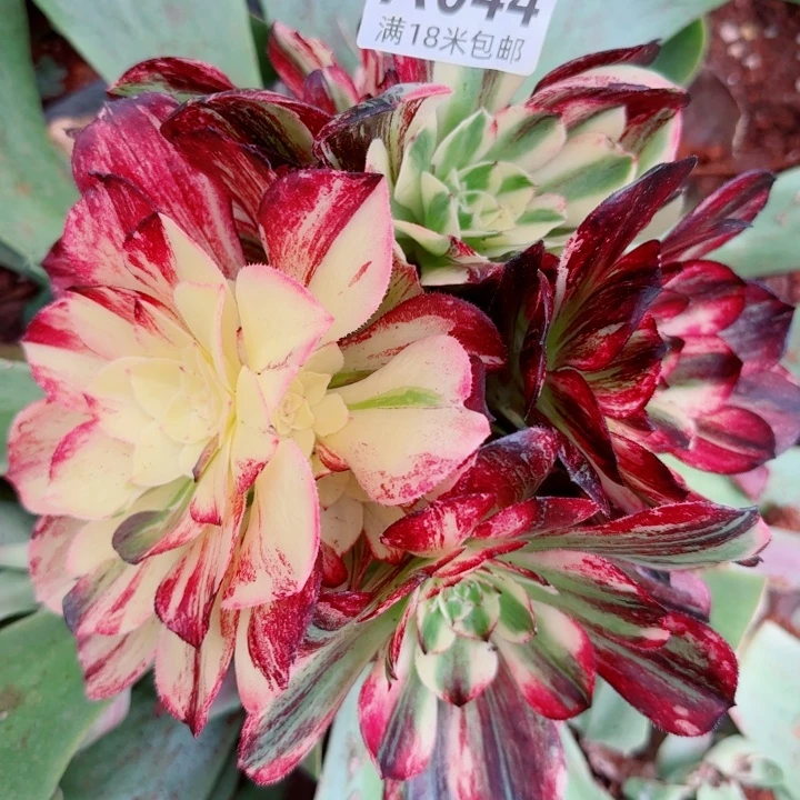 多肉法师伯爵朵朵