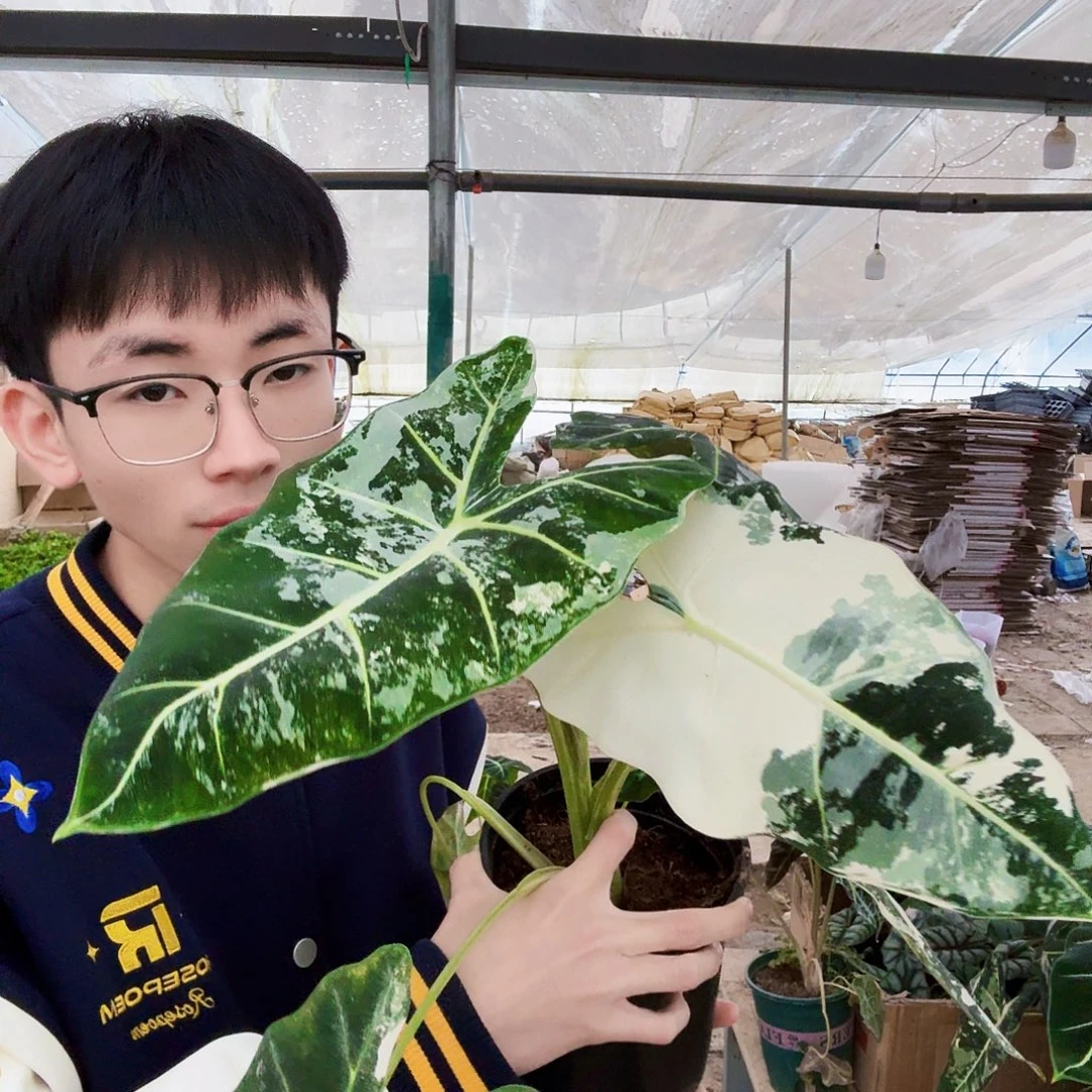 完全开放锦化绿天鹅