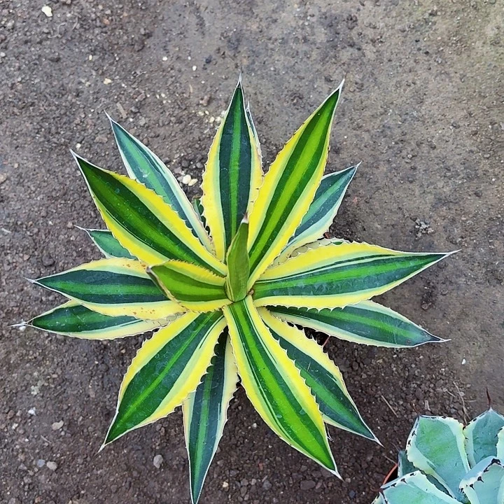 燕***2完全开放五色万代