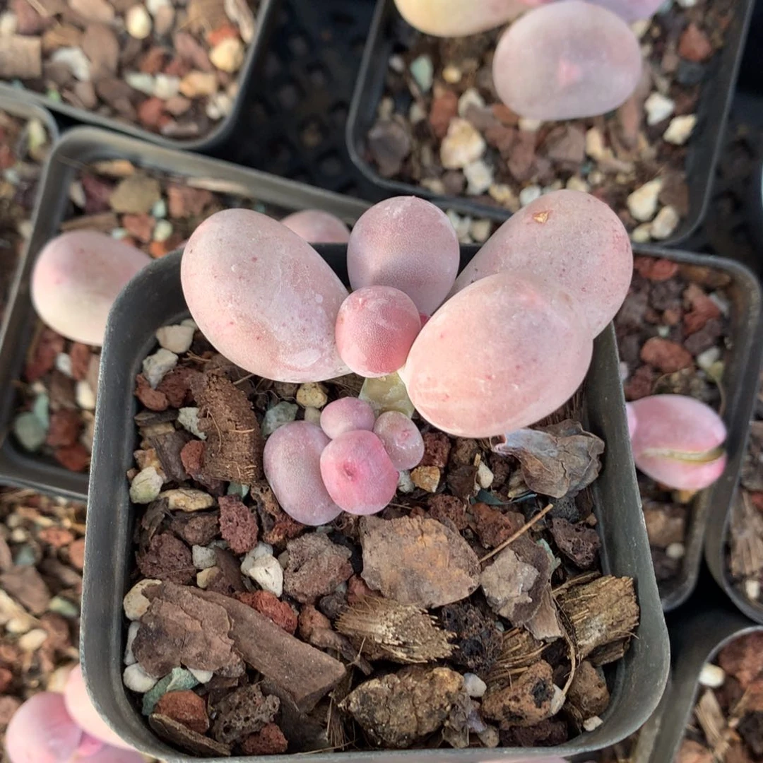 米可奶酪多肉小双头米可奶