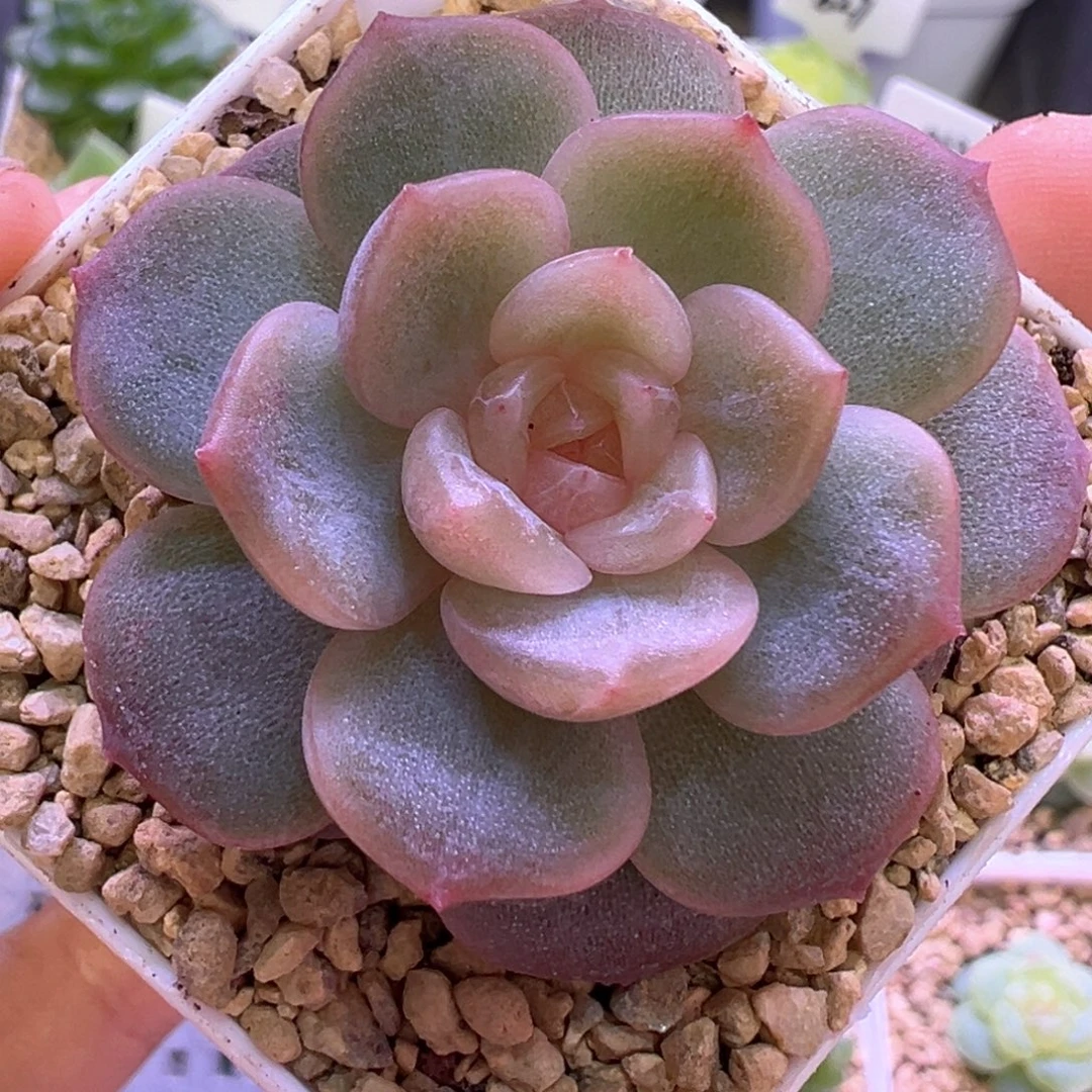 424号粉色恋人晗雨多肉