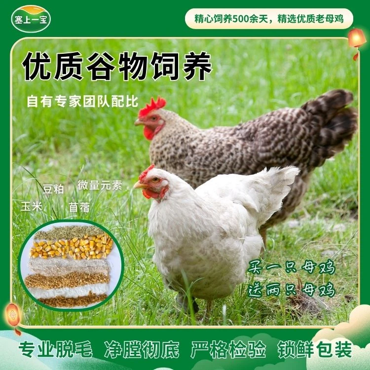 【顺丰包邮】宁夏黄河滩盐碱地老母鸡买开播限量3只装