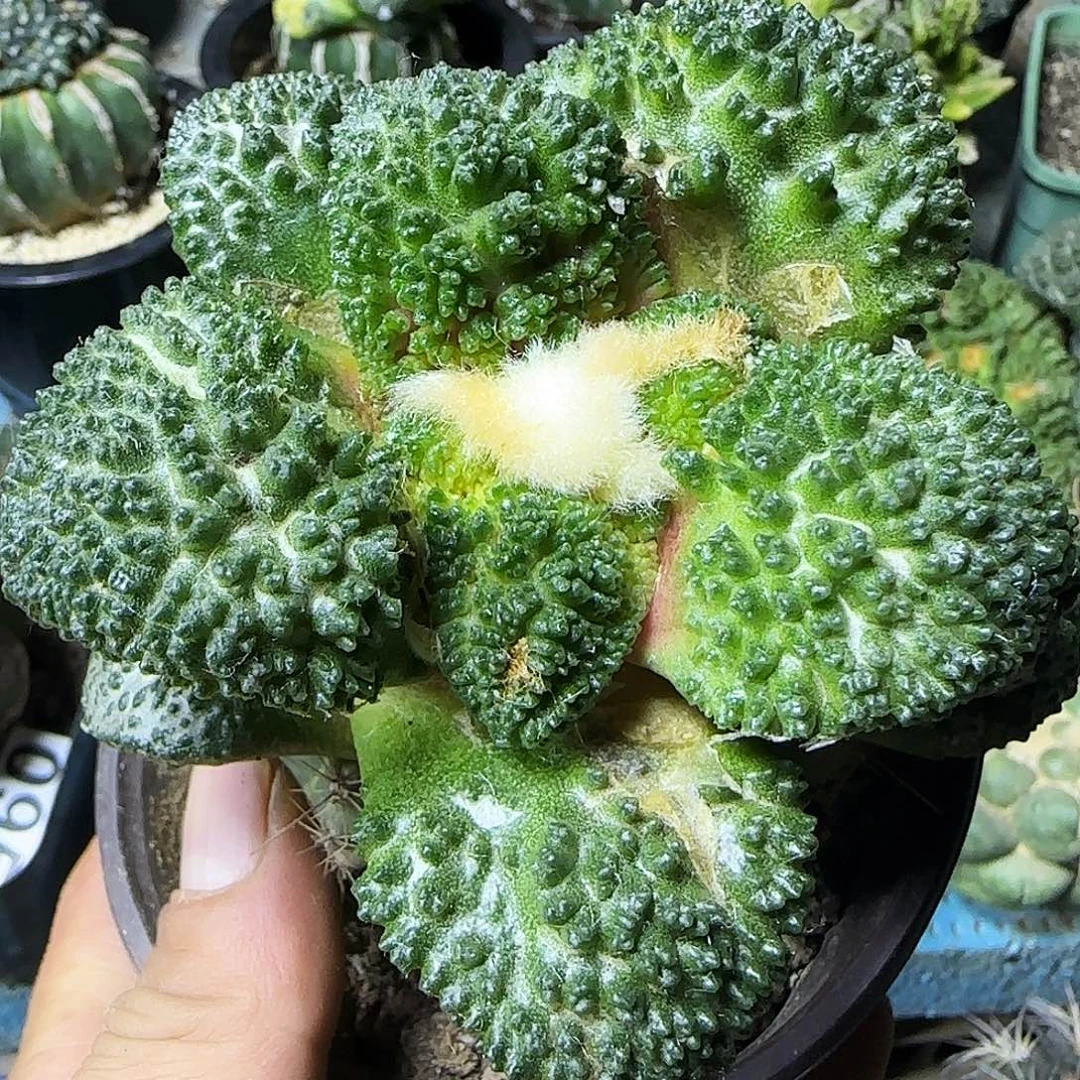大哥斯拉101仙人球开花