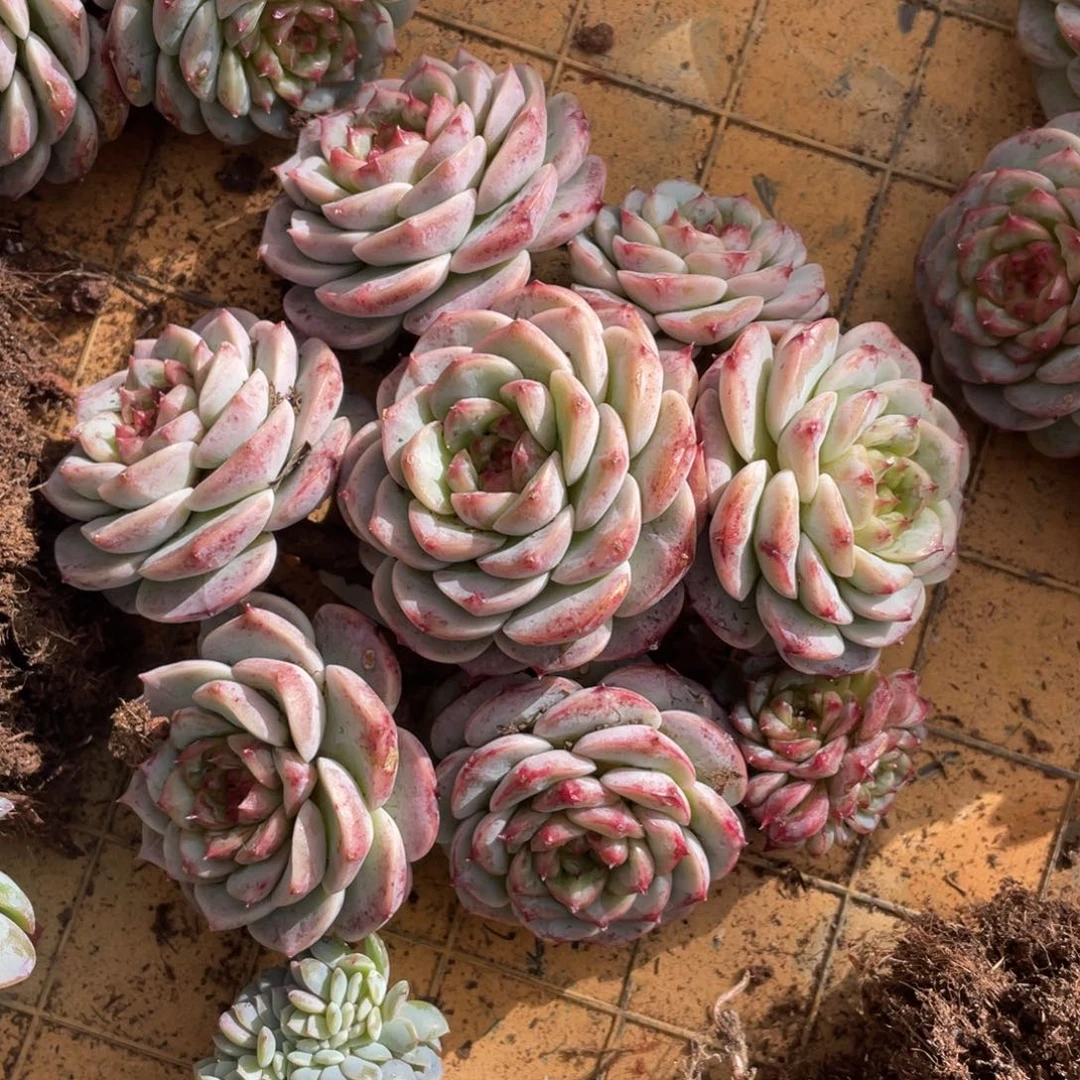 天鹅绒冠幅14 公分一物一拍