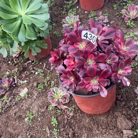 无花朵美杜莎430号不包断枝