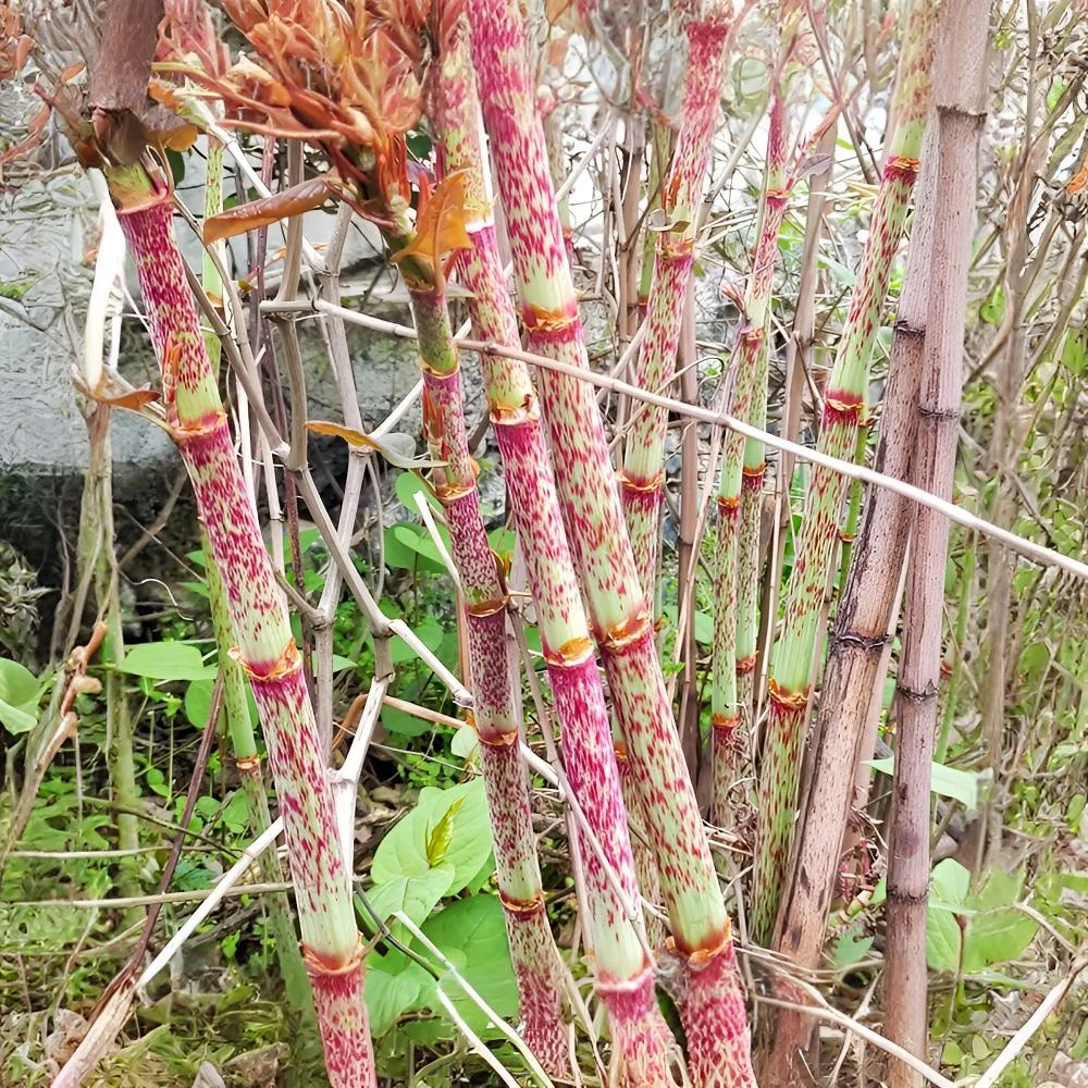 贵州酸筒杆新鲜嫩杆花斑竹杖黄地榆酸桶笋酸汤杆虎杖根酸杆