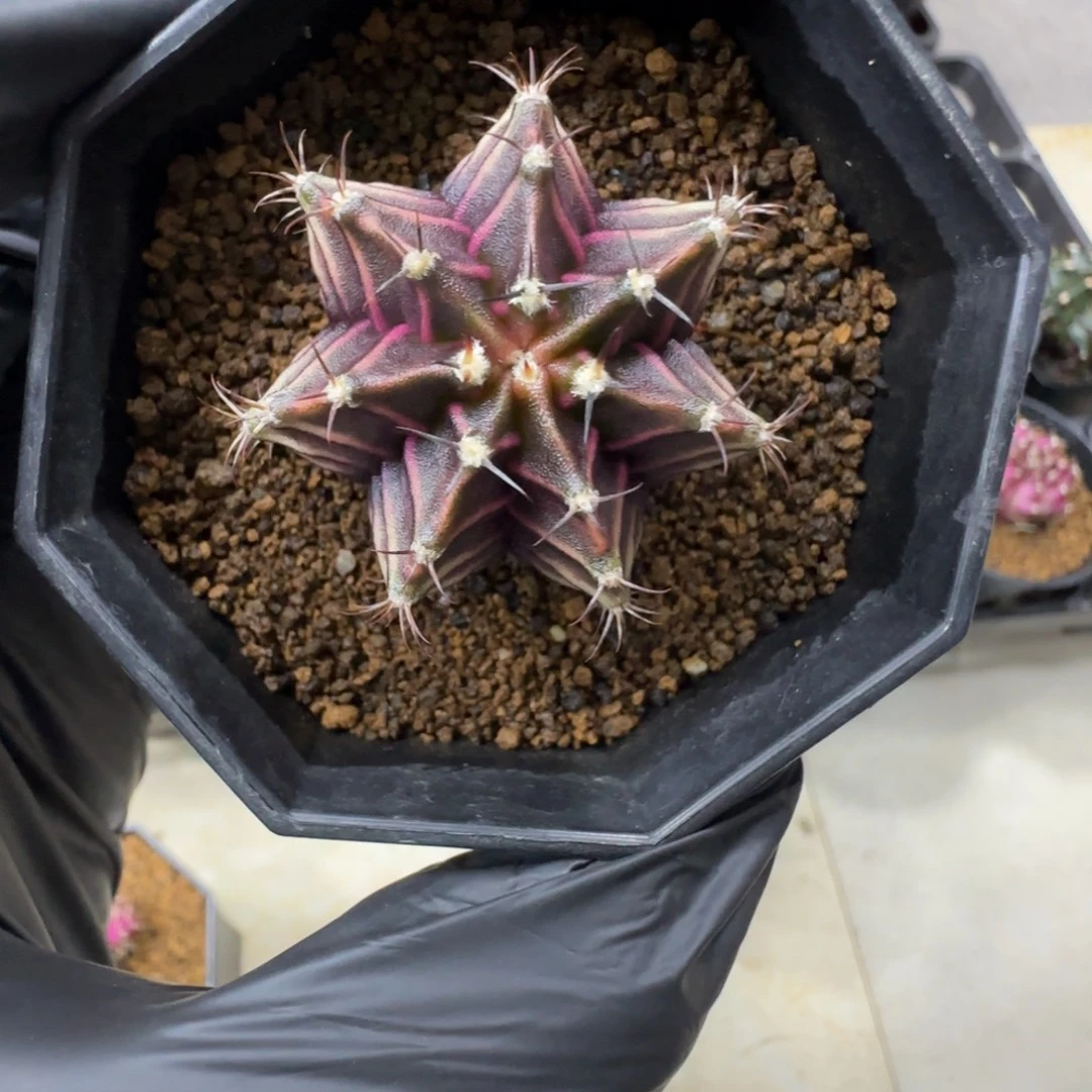 泰系实生斑马后代