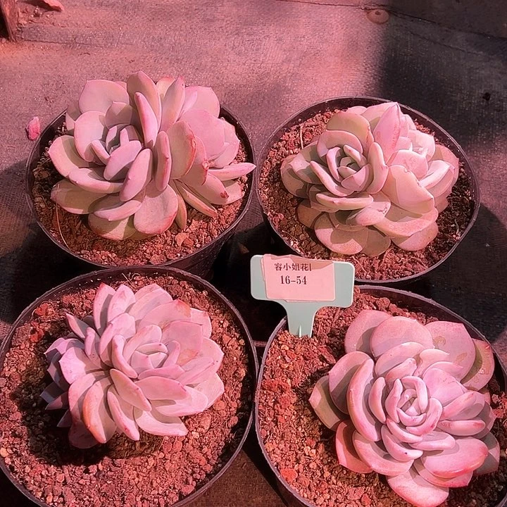 16.54奶茶4个脱土