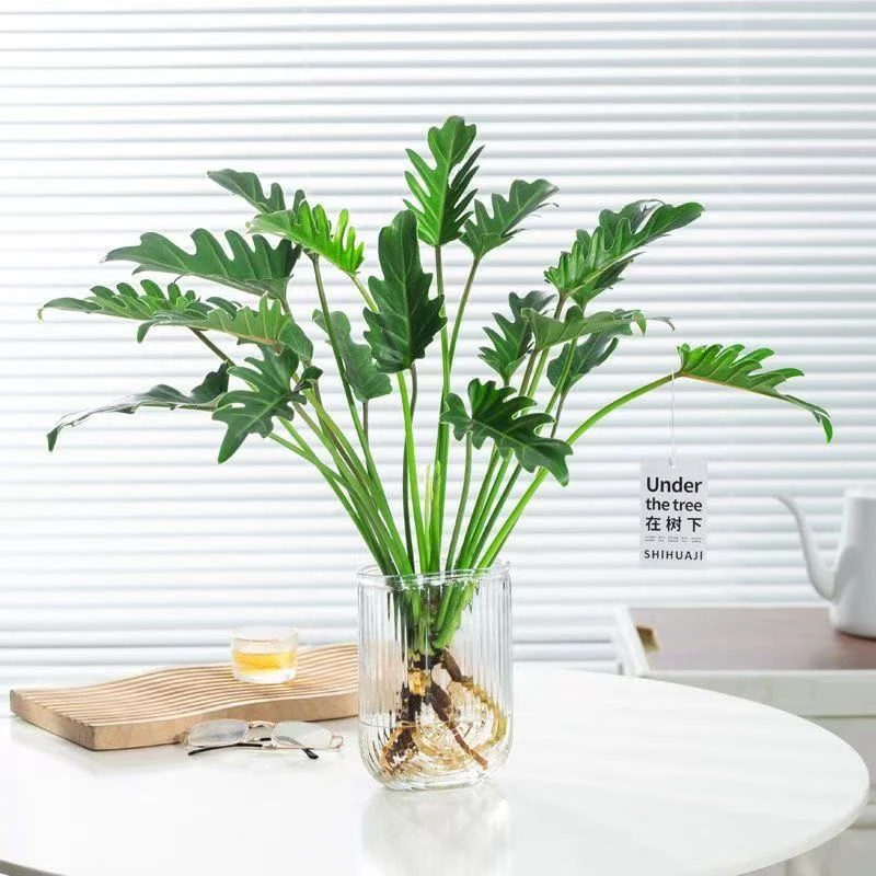 龙鳞小天使水培植物春羽花卉室内花四季常绿水养客厅桌面鲜活绿植