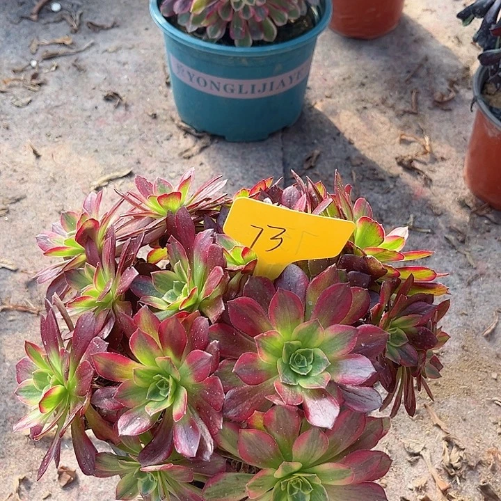 73一颗安娜法师多肉