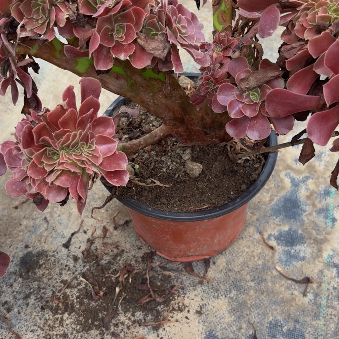 448多肉植物捧花的