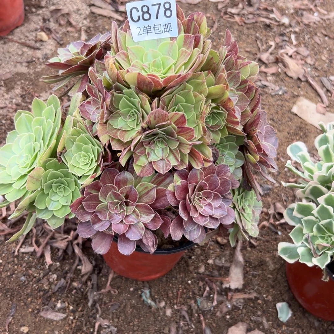 878多肉  花月夜 不包断头