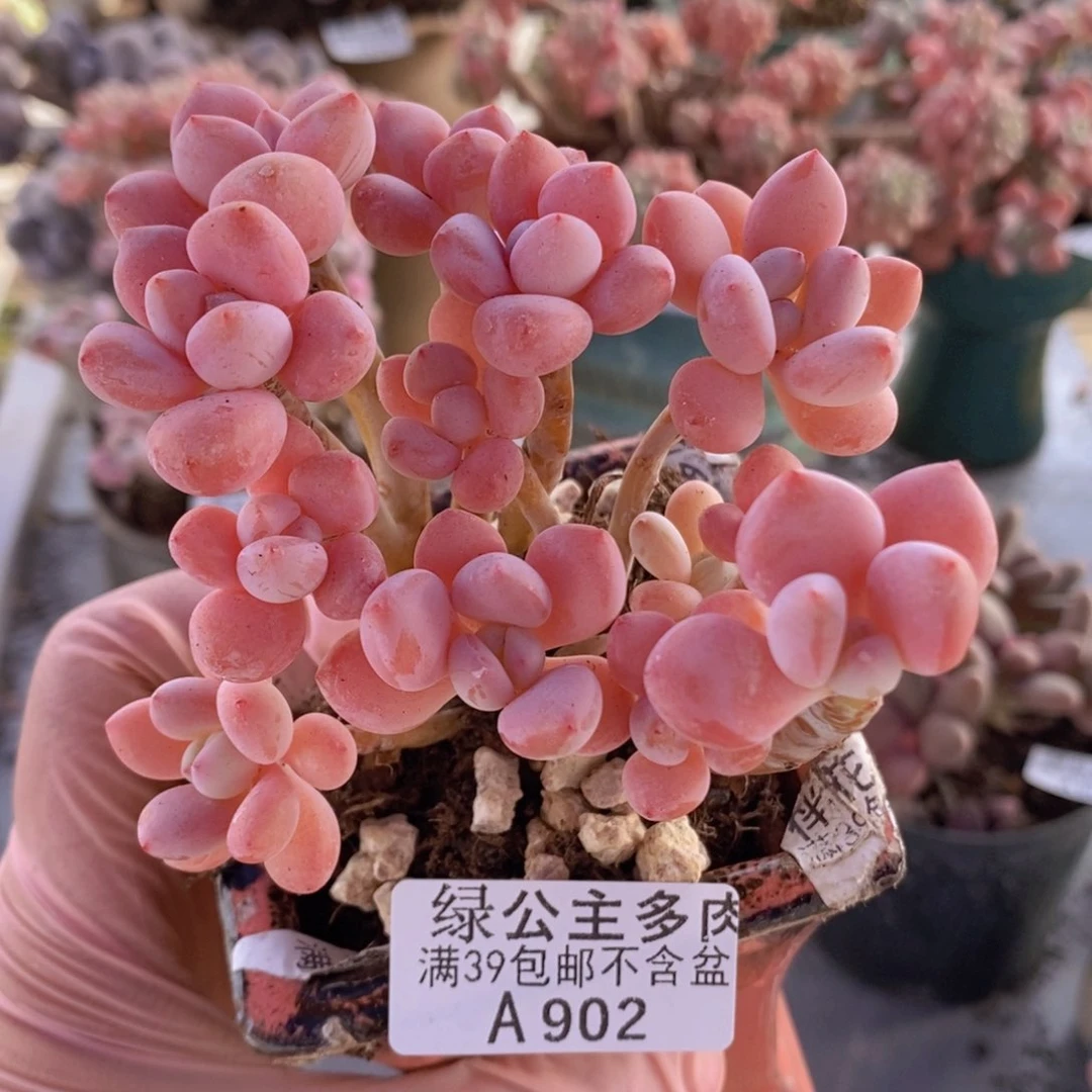 樱花洛神8cm902多肉植物