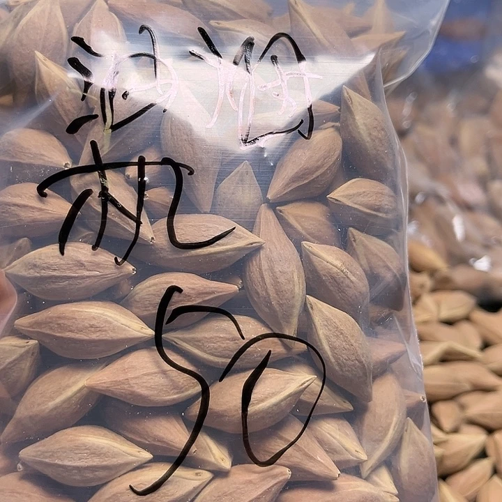 专***机手串/手链橄榄核1112