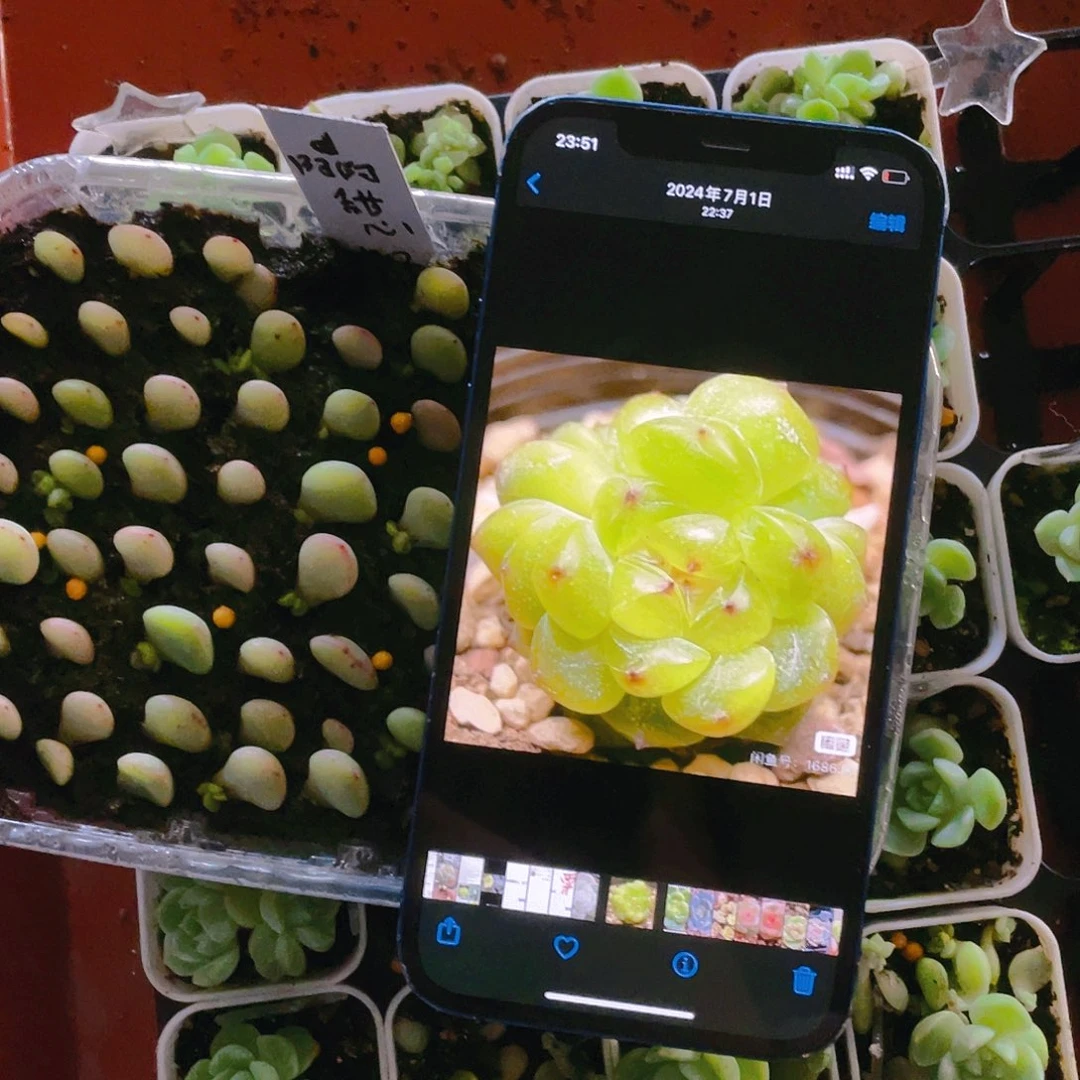 阳阳芝麻苗一个满25包邮