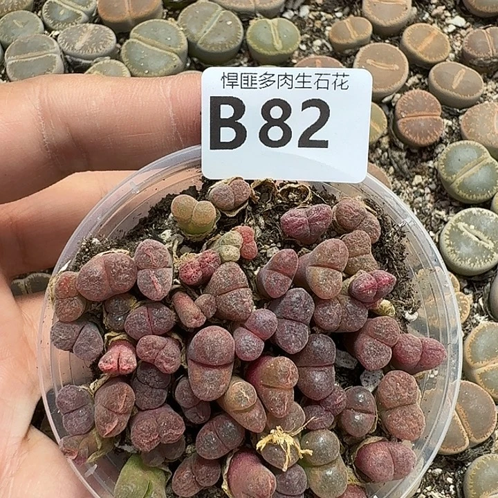 82多肉植物多肉植物
