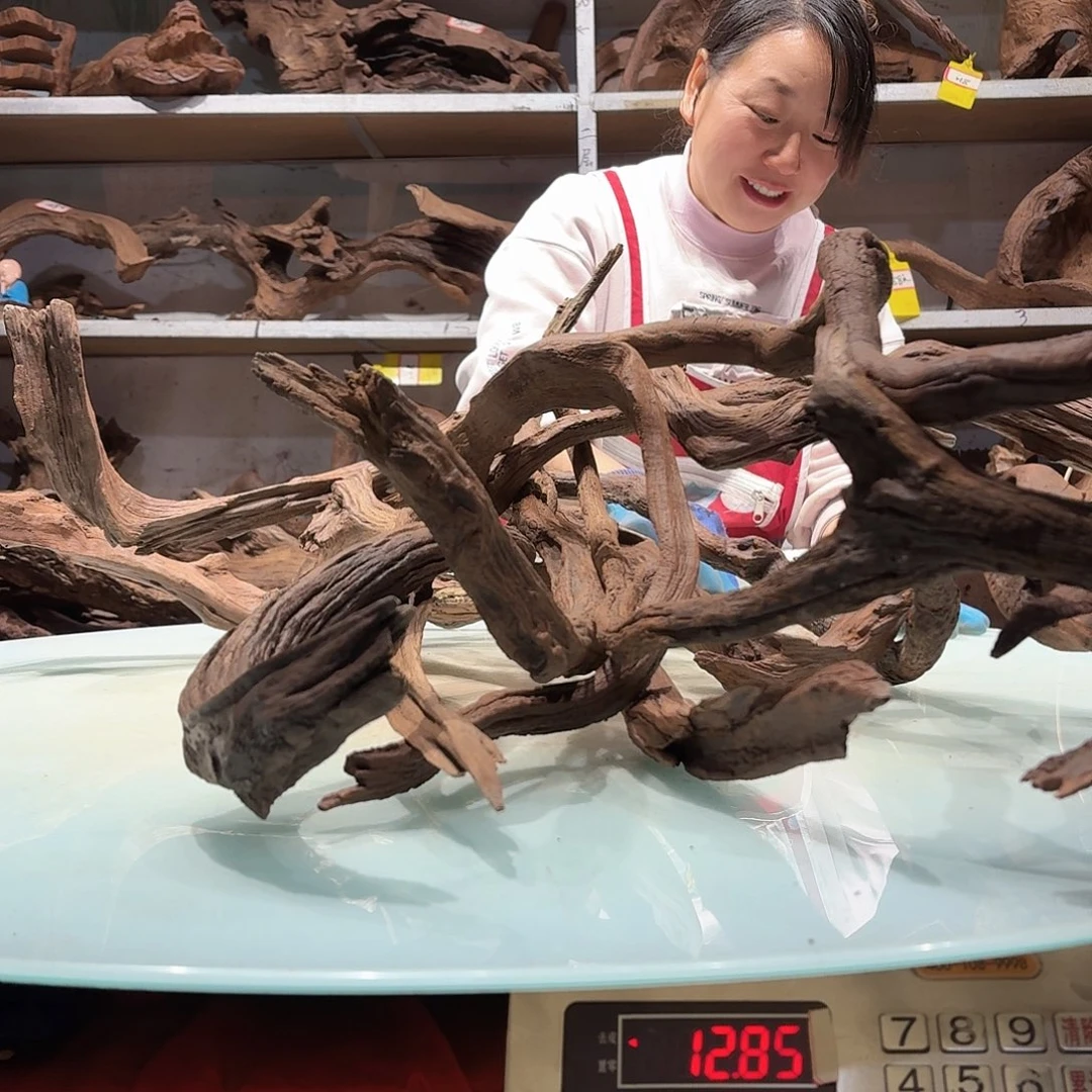 倍褚沉木不包损必褪色a*伯5584紫柚枝条