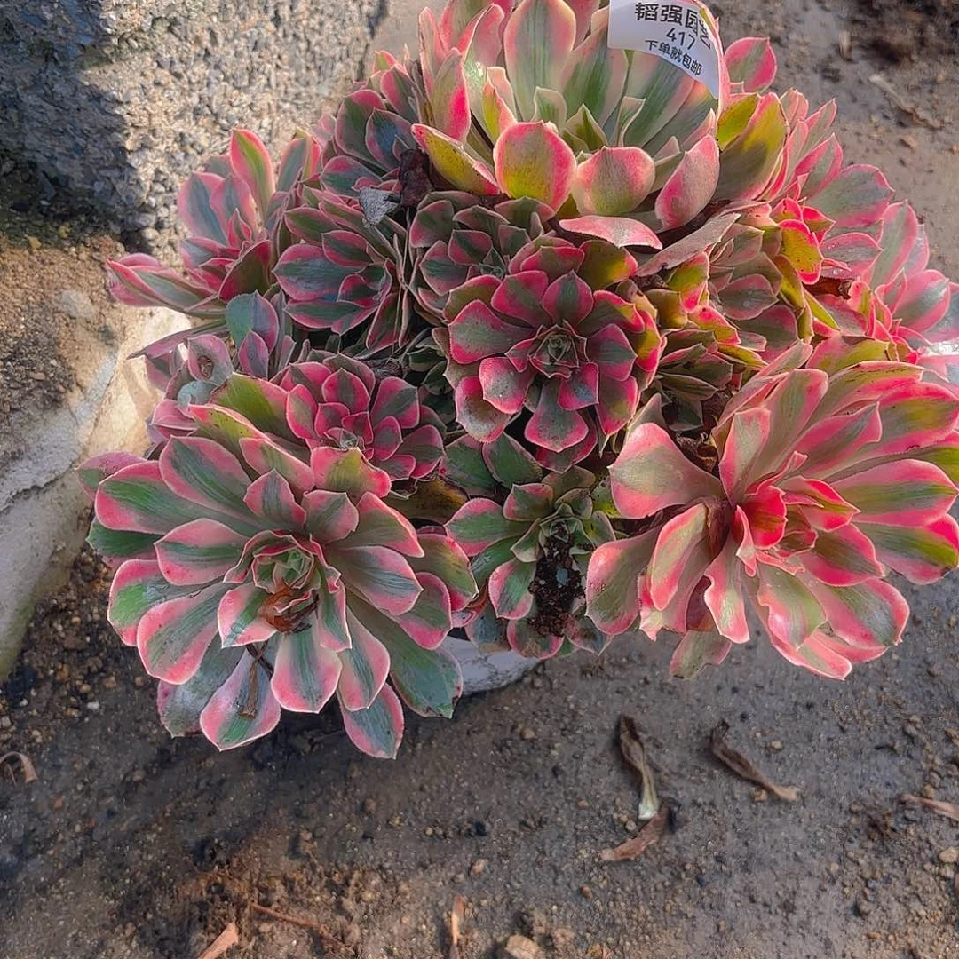 女妖多肉植物大颗417