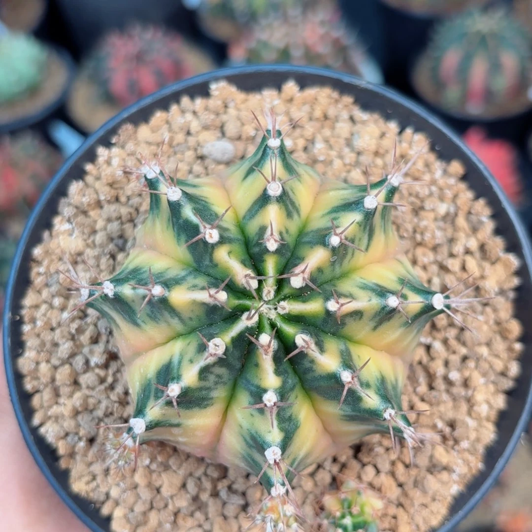 泰系米哈复棱母本109