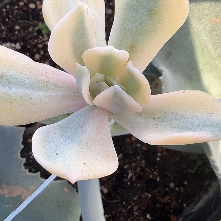 雪特锦多肉锦植物