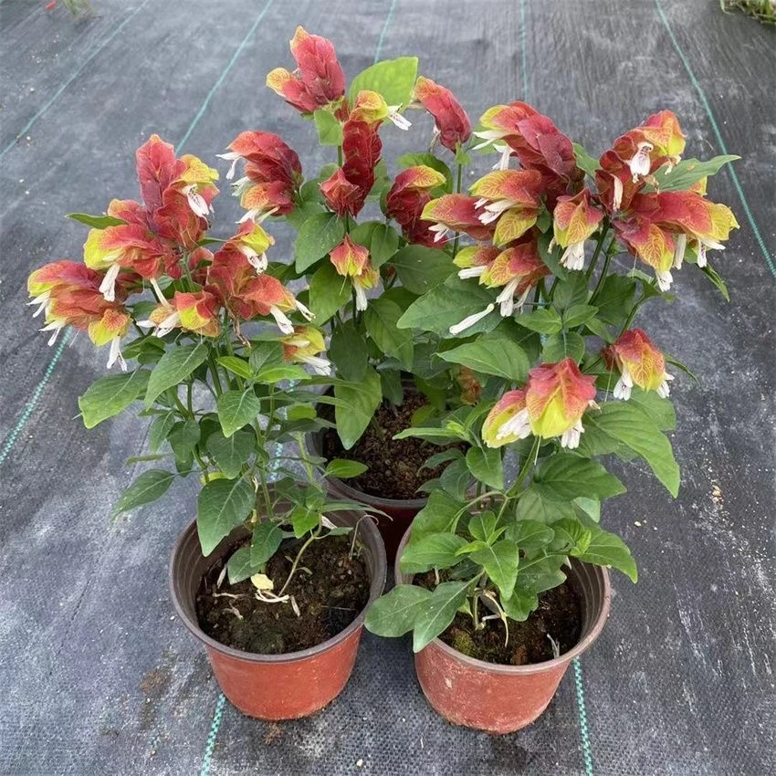 盆栽红虾花四季开花红色虾衣花室内观花绿植花卉带花苞