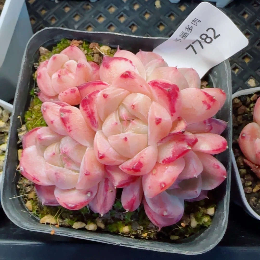 如梦令，7782多肉植物
