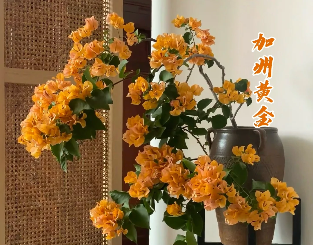 【加州黄金】 三角梅花卉勤花四季开花基地直发