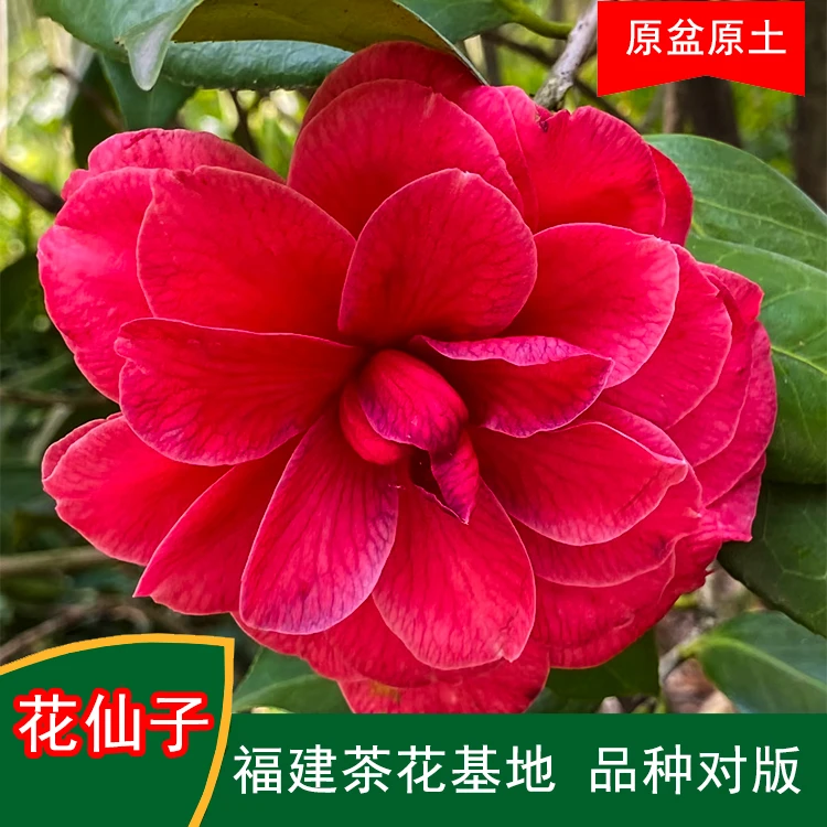 花仙子茶花盆栽树苗带花苞耐寒四季常青冬季开花基地直销包邮