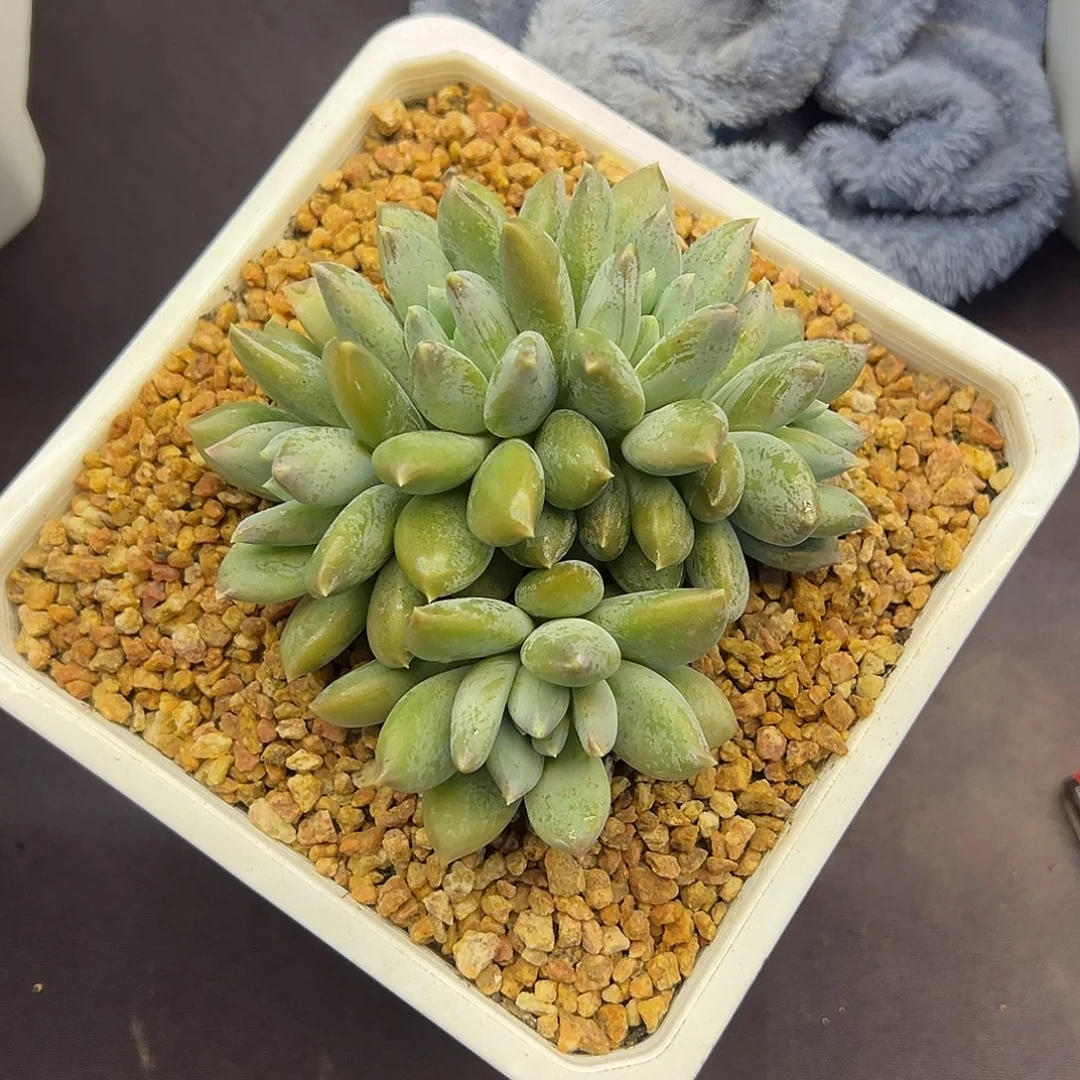 索菲亚龙头朵朵多肉植物