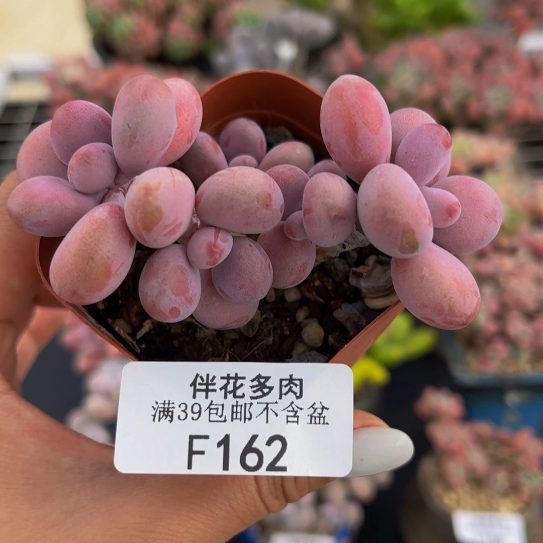 162-腰子桃蛋多肉7cm
