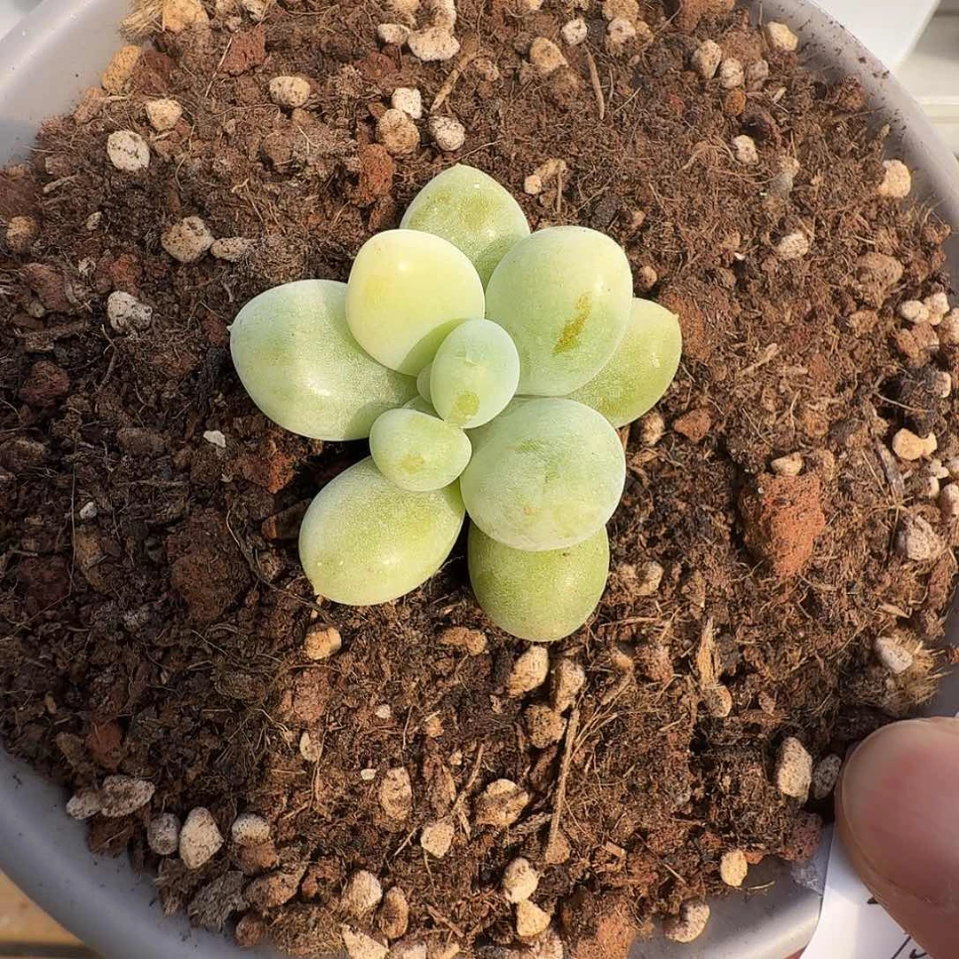 奶酪锦1111113-151