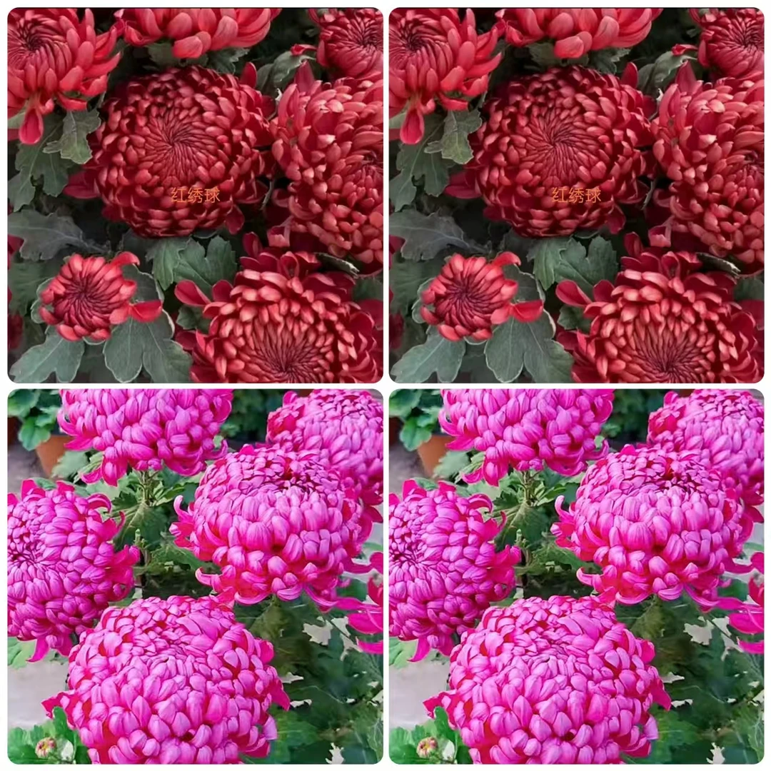 【红/紫绣球】（带花苞） 花园阳台庭院 室内室外耐寒植物菊花盆栽