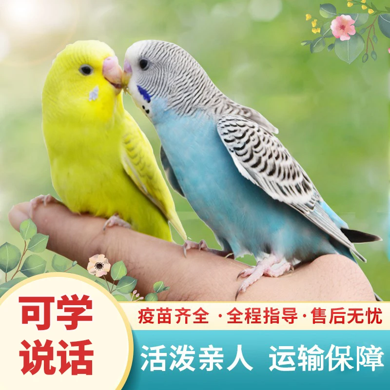 欧立海特色鹦鹉活鸟活物鹦鹉小鸟活鸟会学说话的鸟类活鸟宠物