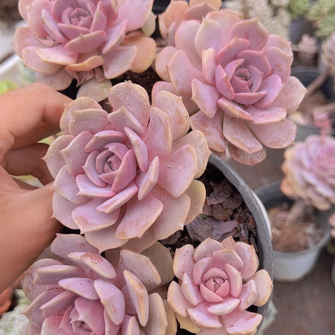 粉蝶双头起发精品老桩二盆