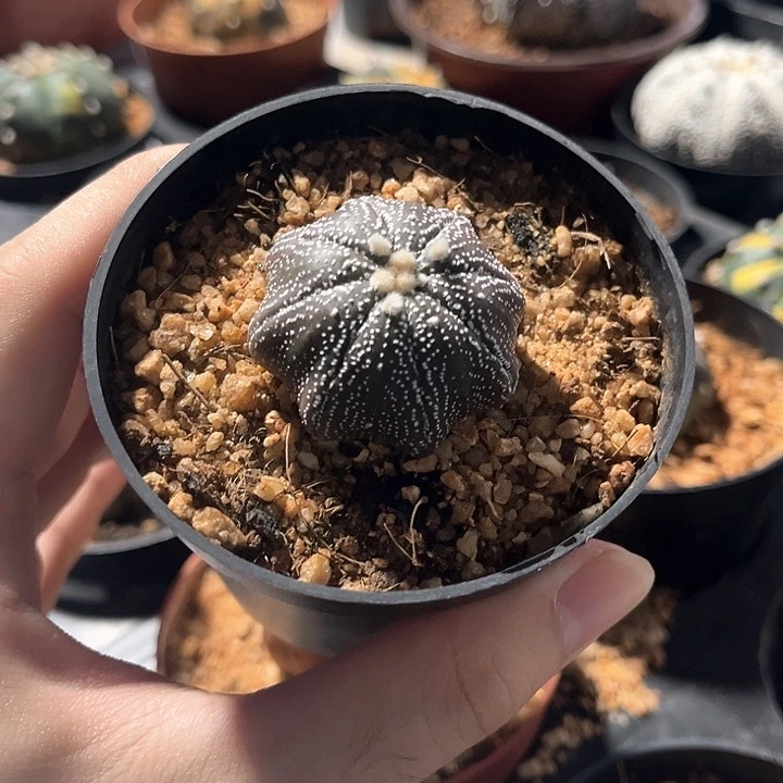 紫皮细雪一物一拍实生