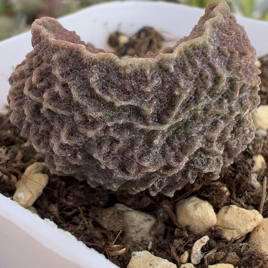 闪电网格纹实生新品大苗