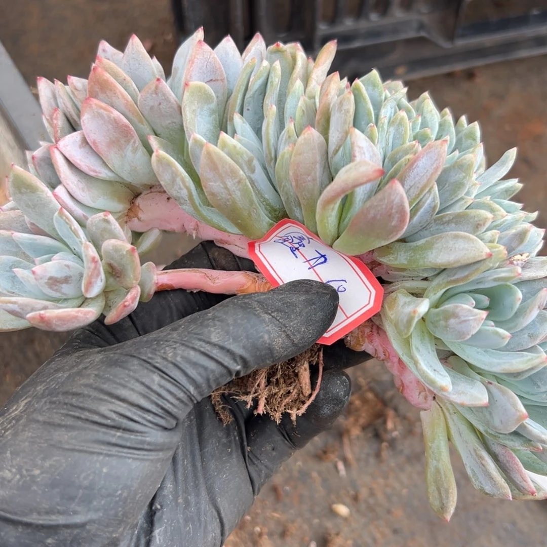 A**力鑫力00000000005-28