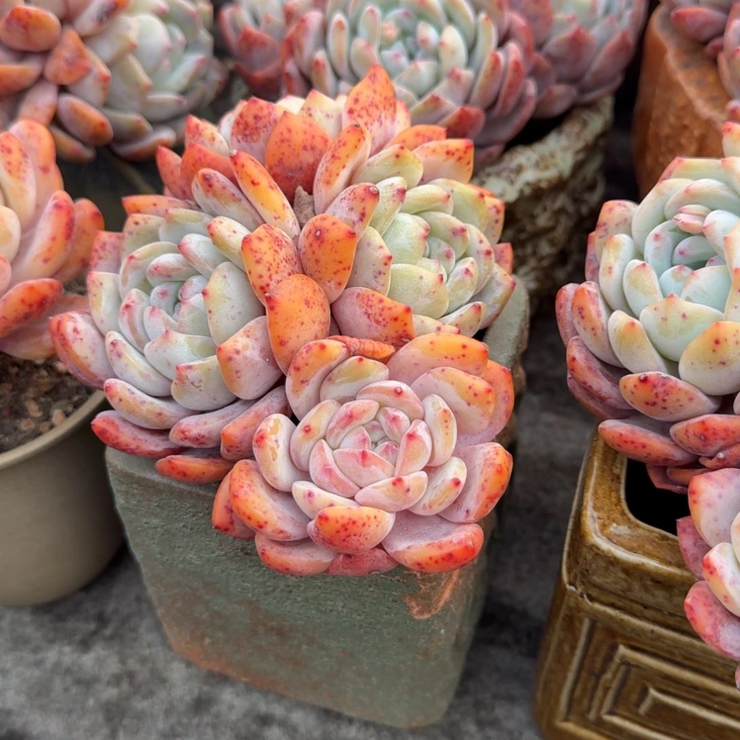 冬****花4头橙子，专拍链接