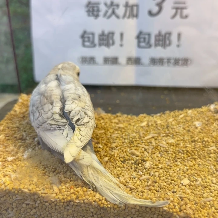 虎皮鹦鹉大头虎皮鹦鹉