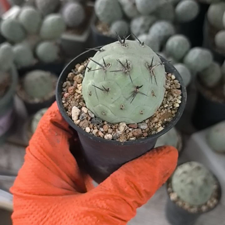 周***杨习志野仙人球直播