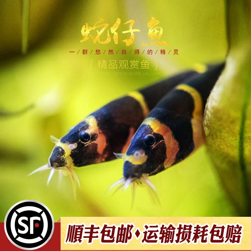 蛇仔鱼苦力泥鳅小型热带鱼缸清除残渣鱼屎涡虫吃蛋白虫杀手活体鱼