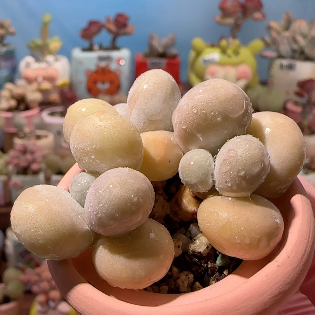三头蛋黄奶 盆口3cm