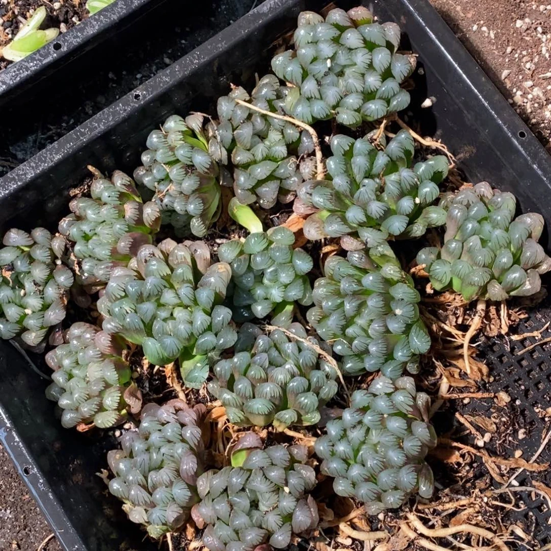 428 一颗优选实生超大冰灯玉露 新年整点福利