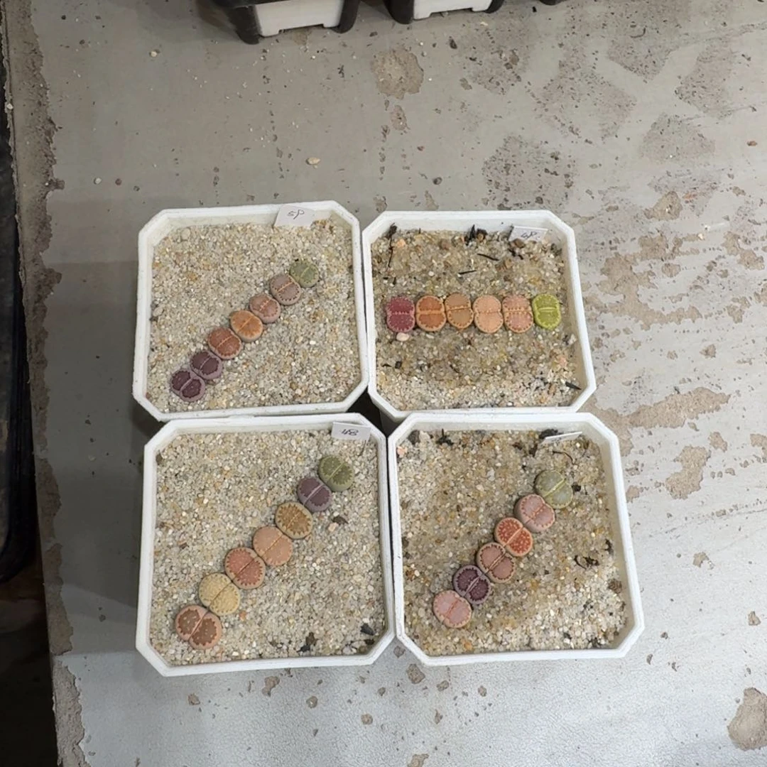 菠***~0721-17饼干饼干饼干