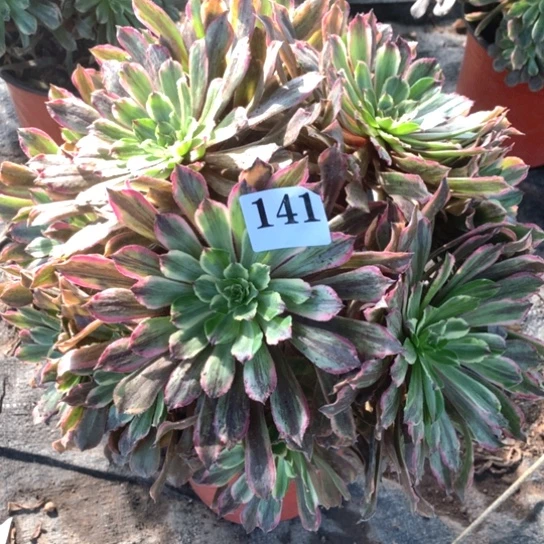 多肉植物粉黛141