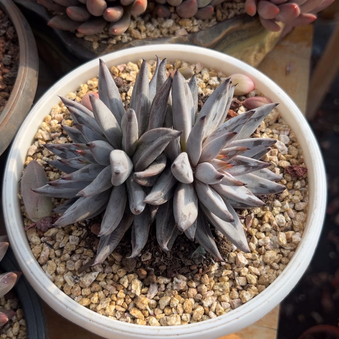 多肉双头魔爪【非偏远地区满18包邮】