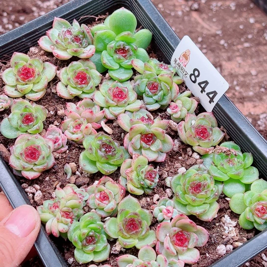 九***煊多肉植物多肉植物