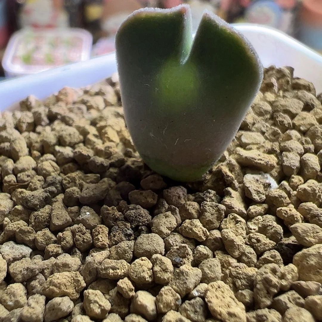 344# 短耳大眼睛。