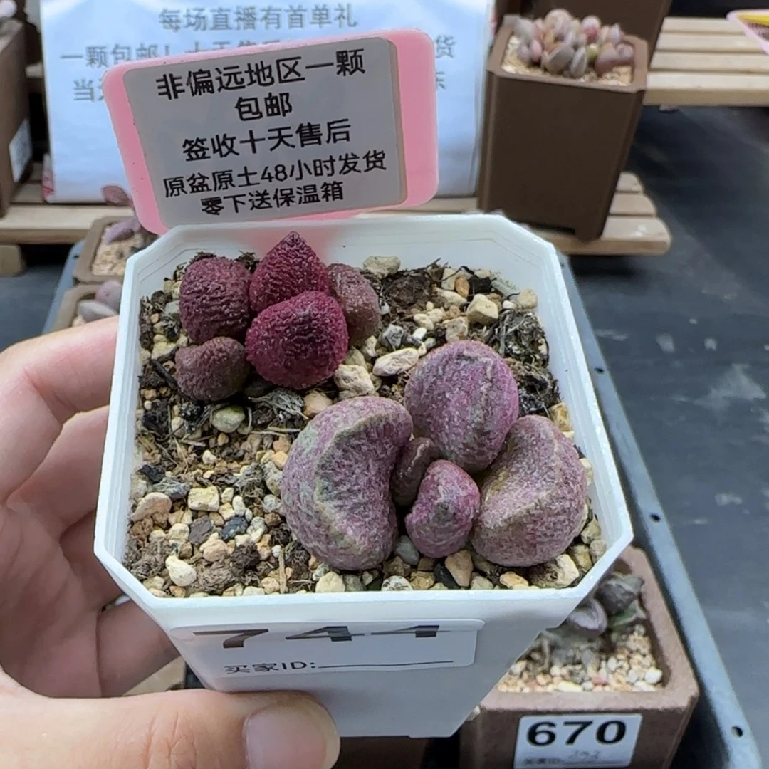 悠**卡744实生多肉植物