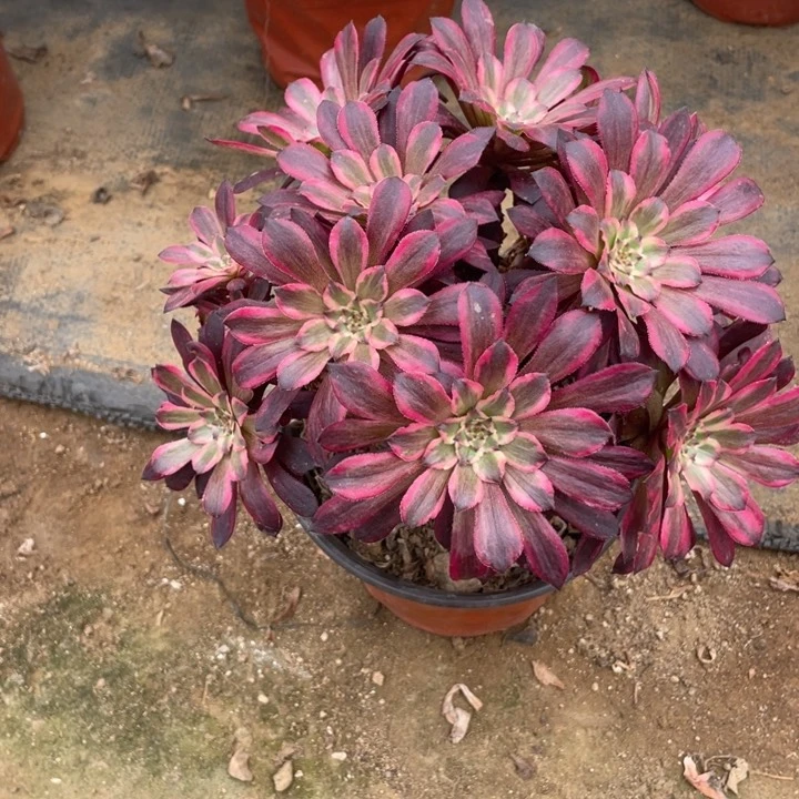 436黑天鹅法师多肉断枝不售后